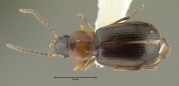 Media type: image;   Entomology 626655 Aspect: habitus dorsal view
